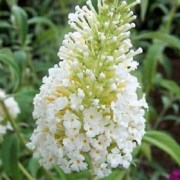Buddleia davidii White Profusion / Nyáriorgona fehér